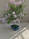 Bonsai-Serie