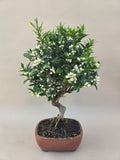 Bonsai Citrus myrtifolia Mandarinenbaum