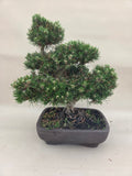 Bonsai Pinus thunbergii