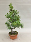 Bonsai Pinus parviflora II