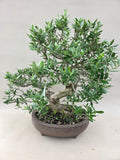 Bonsai Olijf
