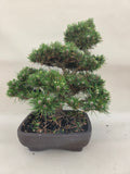 Bonsai Pinus thunbergii