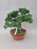 Bonsai Juniperus chinensis