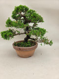 Bonsaï Juniperus chinensis itoigawa shohin