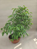 bonsai celtis