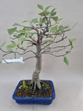 Bonsai sorbes