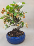 Bonsai Malus evereste