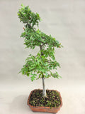Bonsai Baum Weißdorn weiße Blüte