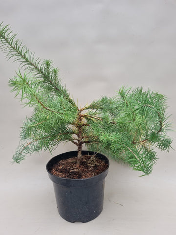 Bonsai startmateriaal lariks bohlik