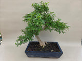 Zanthoxylum Zimmerbonsai