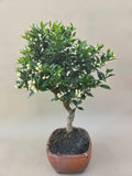 Bonsai Citrus myrtifolia Mandarinenbaum