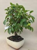 Bonsai Malus evereste