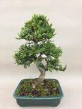 Bonsai Ulmus parvifolia seiju