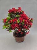 Bonsai Azalea
