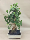 Ginkgo biloba