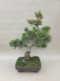 Pinus parviflora