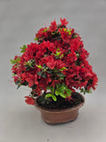 Bonsai Azalea