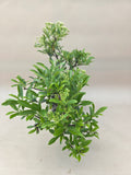 Bonsai Pyracantha gelbe Beere