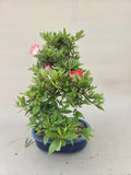 Bonsai Azalea beniko