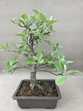 Bonsai-Ebereschen