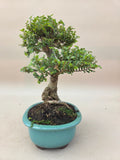Bonsai Ulmus parvifolia seiju