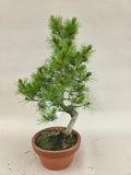 Bonsaï Pinus parviflora
