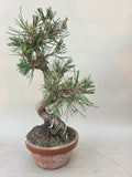 Bonsai Pinus thunbergii