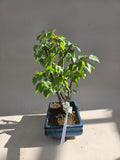 Bonsai berken bosje