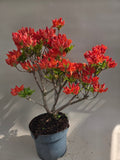 Rododendron startmateriaal