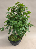 Bonsai acer campestre