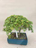 Acer palmatum Kiyohime