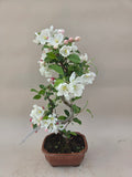 Bonsai Malus evereste