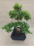 Zanthoxylum Zimmerbonsai