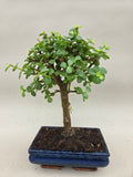 Bonsaï portulacaria