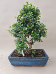 Bonsai carmona