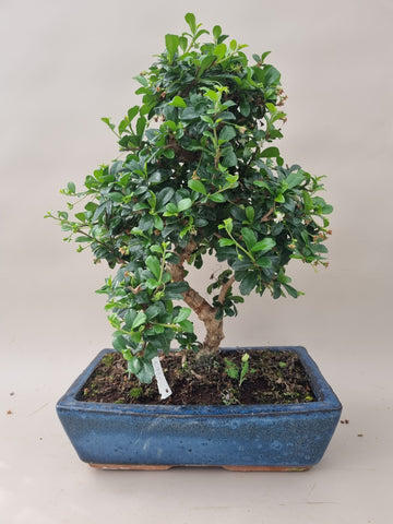 Bonsai carmona