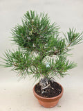Bonsai Pinus thunbergii