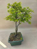 Bonsai Rhamnus of vuilboom