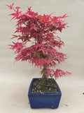 Bonsaï Acer palm. Deshojo