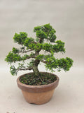 Bonsai Juniperus chinensis Itoigawa Shohin