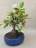 Bonsai Malus evereste