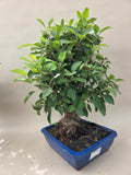 Bonsai Malus evereste