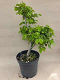 Bonsai Winterlinde