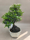 Bonsai Vuurdoorn oranje bes