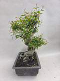 Bonsai punica granatum nejikan