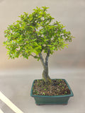 Bonsai Rhamnus of vuilboom