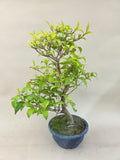 Bonsai callicarpa