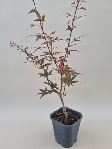 acer palmatum hime shojo