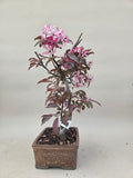 Bonsai Malus sargentii
