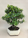 Bonsai Vuurdoorn oranje bes